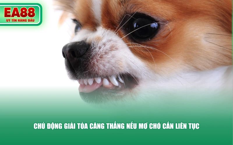 Chủ động giải tỏa căng thẳng nếu mơ chó cắn liên tục