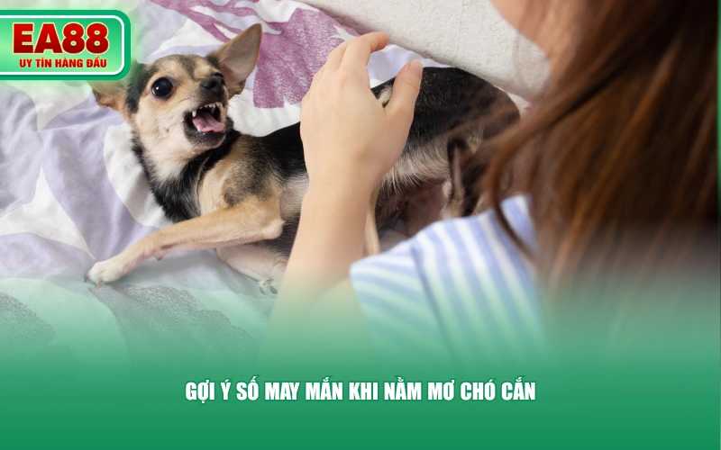 Gợi ý số may mắn khi nằm mơ chó cắn