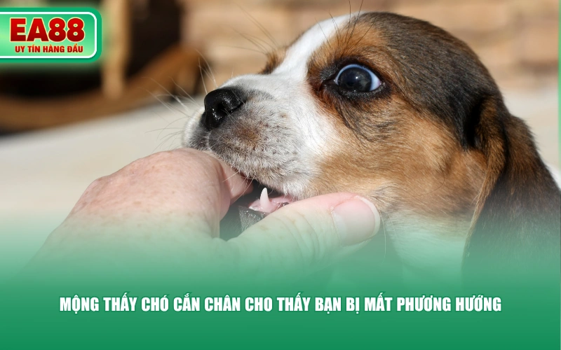Mộng thấy chó cắn chân cho thấy bạn bị mất phương hướng