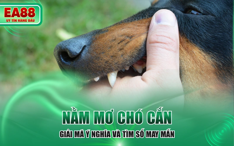 Nằm Mơ Chó Cắn - Giải Mã Ý Nghĩa Và Tìm Số May Mắn