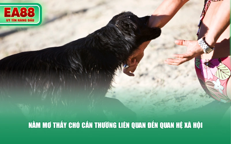 Nằm mơ thấy chó cắn thường liên quan đến quan hệ xã hội